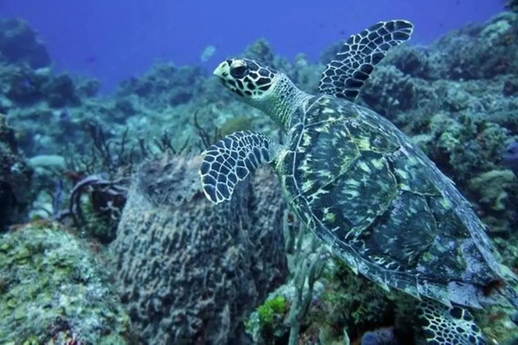 Brisas Puerto Morelos Μεξικό